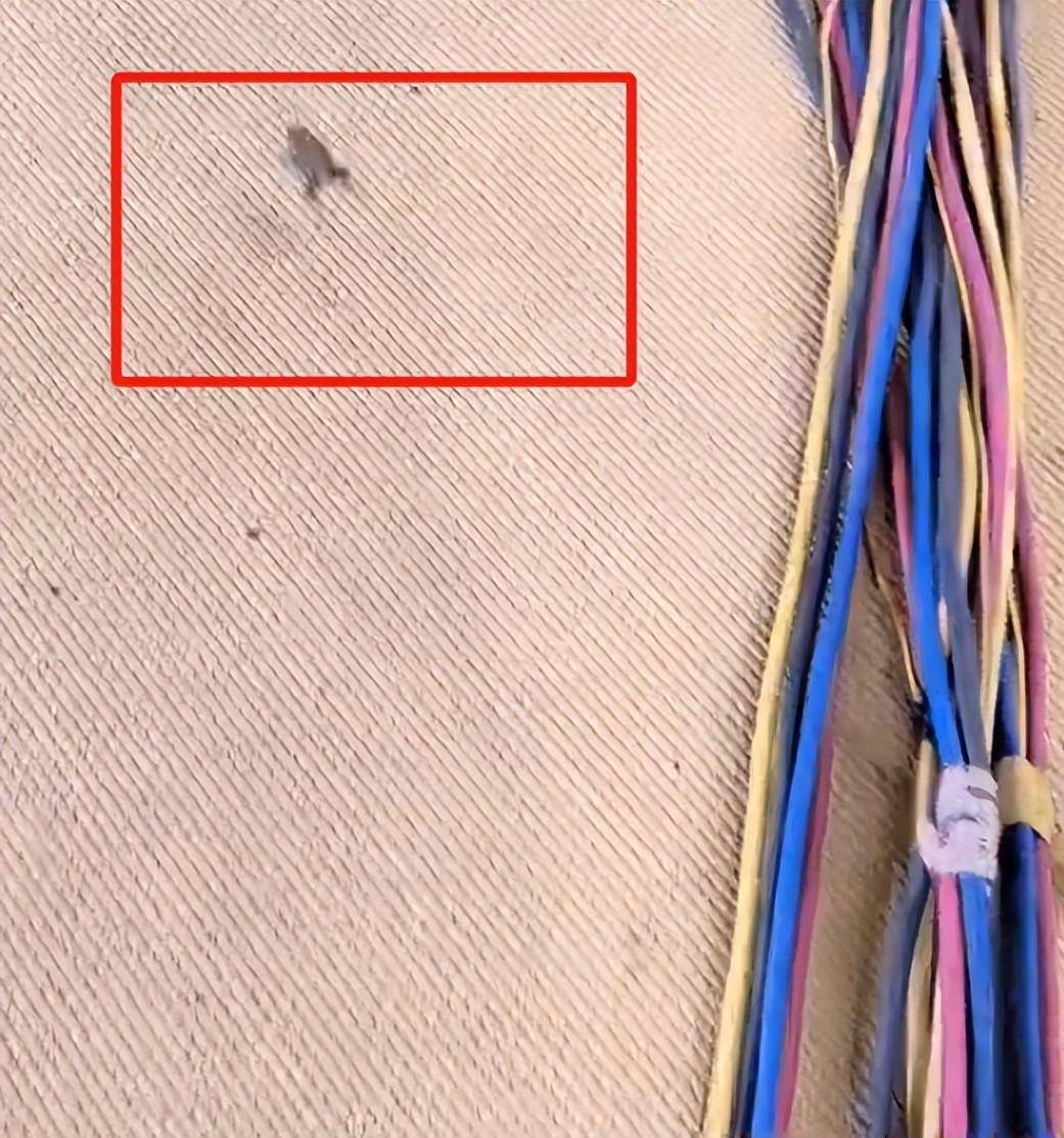 kaiyun-乒乓球亚锦赛变荒野求生比赛场地惊现青蛙？现场环境令人担忧